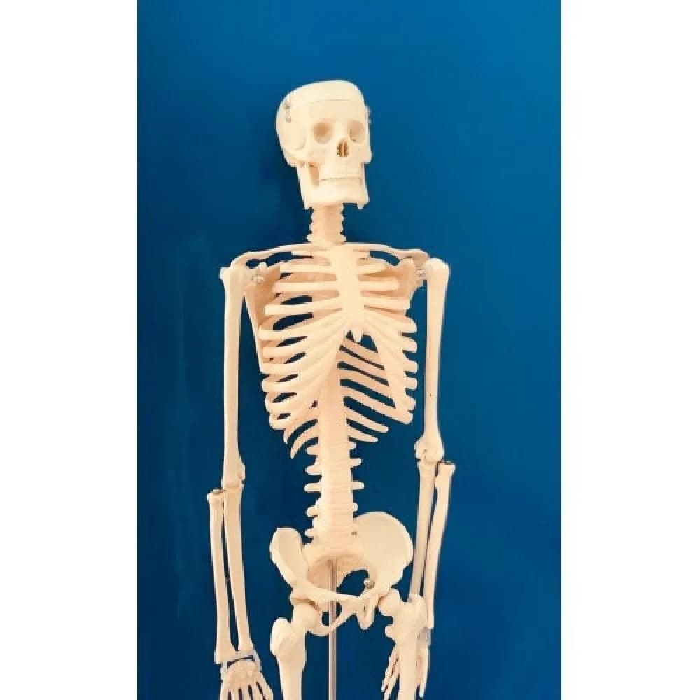 مجسم هيكل عظمي بشري 85 سم 2