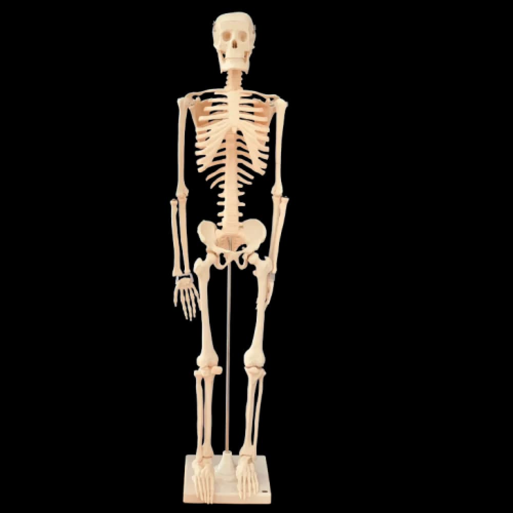 مجسم هيكل عظمي بشري 85 سم